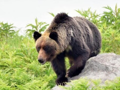 【衝撃】新潟の山中で登山中の50代男性がクマに襲われる！草むらから突如出現し、噛まれた男性の『その後の行動』が凄すぎる・・・・