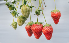 コトメ子に家庭菜園のイチゴ畑を荒らされた。コトメ「子供のやったことだからあまり目くじらたてないで」→ すると義父が猟銃を持ち出して・・・