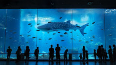 家族連れで水族館に来た男性(45)、10代女子のスカート内を盗撮した疑いで逮捕