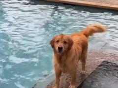 ２匹の犬と水遊びをしていた。１匹が全力で走り出す。私がプールへボールを投げ込んだ → こうなります…