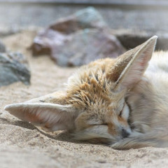 【画像】いい天気だから動物園でちょっと写真撮った