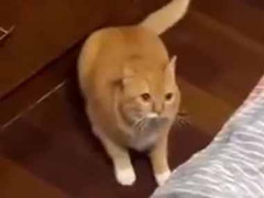【この動き】 床にカワイイ師匠がいた。アチョ～ッ！ → 達人の神業はこちらです…
