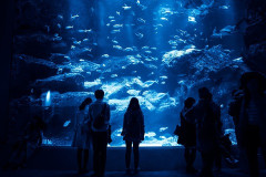 【衝撃】会社員、水族館で『恐ろしい事』をしてしまった結果・・・・・・
