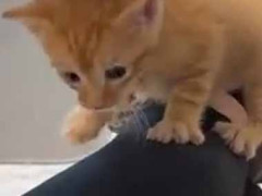 子猫たちには親がいなかった。だれが「毛づくろい」してくれるの？ → うちではこんな様子です…