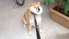 柴犬について知っていること