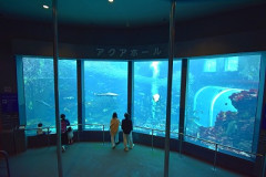 【悲報】パパさん、水族館で妻子と離れた隙に女性のスカート内を盗撮、逮捕