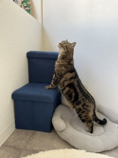 猫、長い（※画像あり）