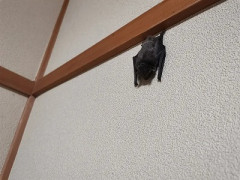 ワイのアパートにコウモリ洗われたんやがお前ら助けてくれ