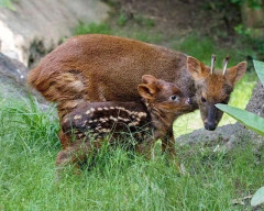 海外「お前らの国で最もかわいい在来種の動物といえば何？」