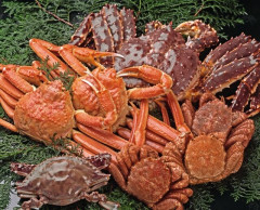 【カニの日🦀】甲殻類十脚目、カニ化から逃れられない