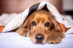 犬飼うと大変？