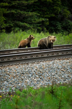 仮にヒグマが一切抵抗しなかったとしたら、勝てる？