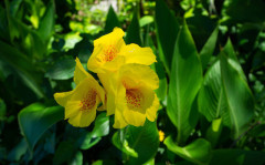 片仮名で『カンナ』と名付けた。花のカンナの花言葉が素敵で漢字にはしなかったんだけど・・・