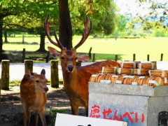 【売り切れ続出】奈良公園「鹿せんべい」 収益は過去最高レベル、製造追いつかない事態に