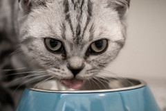 女店員さん「猫ちゃん飼ってるんですね」ﾋﾟｯ    俺「え、いえ飼ってないです」