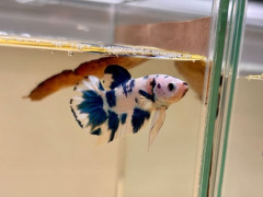 歓喜！僕くん、家族が増える！！（※画像あり）