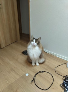 我が家の猫（※画像あり）