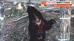 四国で「ツキノワグマ」が絶滅の恐れ　最新調査で25頭確認・高知は9頭　生息域把握し「共存」目指す