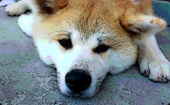 隣の家の犬の反応が面白くてゲテモノを食べさせ続けた結果・・・