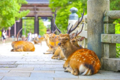 奈良公園の「鹿せんべい」売り切れ続出　収益は過去最高レベル