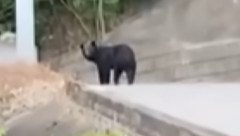 宇都宮クマ出没、電話など４００件以上殺到。　内容の約７割が「殺処分するな！」などの苦情で、ほとんどが市外からだった。　残る約３割は市内からの安全確認やねぎらいの声だった。