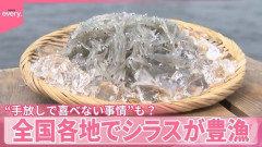 しらす「やっと生まれてきたよ、早く大きくなりたいなぁ」