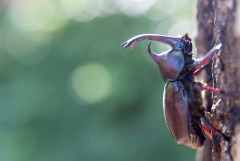 カブトムシ飼ったことある奴にしかわからないこと