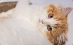 猫と暮らし始めたんだけど、これ彼氏いらないじゃんと思い始めてる・・・。