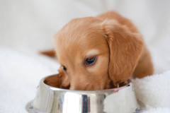 【動画】犬、共食い