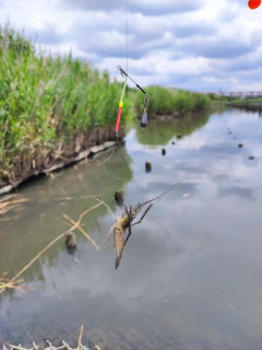 【朗報】テナガエビ釣れたよぉ