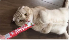 【悲報】ちんこにチュール垂らして猫に舐めさせたらちんこが紫に腫れ上がる