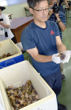 奄美大島で天然記念物のオカヤドカリ、また狙われたか――12・8キロ分捕獲疑い　中国籍2人「知らなかった」 ［6/25］