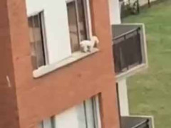 【ファッ!?】 犬が３階の窓から外に出てしまった。危ない！ 気づいた人たちが下で布を広げて待ち構える → 結果…