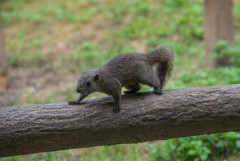 【画像】いい天気だからリス園にいったった🐿📸