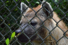 【悲報】 千葉市動物公園のハイエナさん、絶食を言い渡され絶望の表情