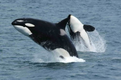 【悲報】シャチとかいうガチ最強海獣ｗｗｗｗｗｗｗｗｗｗ