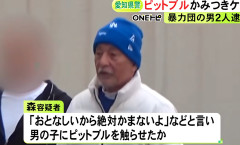 男（７６）「このピットブルは大人しいから絶対噛まないよ」→ 触った２歳の男の子の顔にかみつきケガをさせる・・・（動画あり）