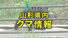 【山形・鶴岡市】タケノコとり中の男性が親子グマに遭遇→向かってきた子グマに腰を噛まれケガ　その後自力で下山