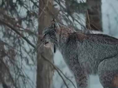 森の中で大きな猫と出会った。人の子よ、この遠吠えを聞くのだ！ → それは山の神でした…