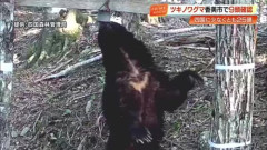 ツキノワグマ 四国では絶滅の恐れ　最新調査で25頭確認・高知は9頭　生息域把握し「共存」目指す