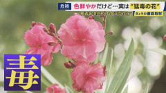 なぜ「青酸カリの30倍」の猛毒植物が街路樹に　花言葉は「危険な愛」キョウチクトウ　尼崎市では“復興のシンボル”に