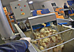 【悲報】フォアグラ用ガチョウ飼育場、想像以上にエグい