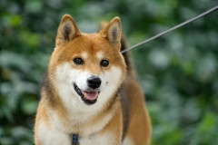 【朗報】日本の柴犬、ガチでアメリカでバズりまくる