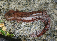鴨川の氾濫によりオオサンショウウオが姿を現す