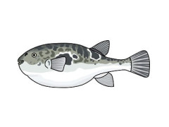 【フグの有毒部位も】漁師ら３人が海に魚のアラなど１３０キロを不法投棄→書類送検「捨てても見つからないと思った」