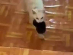 ママが赤ちゃんを連れてきた。でも兄弟たちと雰囲気が違う → ちょっとうちの子返してよ…