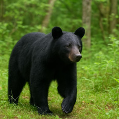 四国で「ツキノワグマ」が絶滅の恐れ 最新調査で25頭確認・高知は9頭 生息域把握し「共存」目指す   #（・(ｪ)・）
