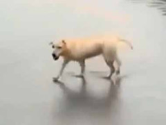 今日は大雨で何もやる気が起きない。道路も川みたいになっている → でもこの子は違いました…