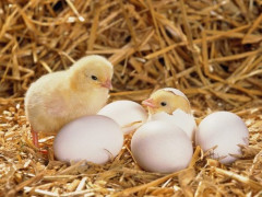 【悲報】「卵が先か、鶏が先か」←これよく聞くけど、鶏が先に決まってるじゃん