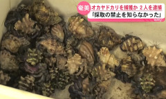 奄美大島の海岸で天然記念物のオカヤドカリ約12.8キロを捕獲した中国籍の男2人を逮捕「採取を禁止されていると知らなかった」と話す（動画あり）